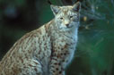  lynx,forêt ,félin 